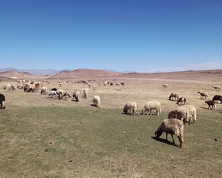 20251010_120241-01 Les troupeaux sont toujours accompagnés d'un berger mais pas toujours de chiens. Ils faut se méfier des chacals.