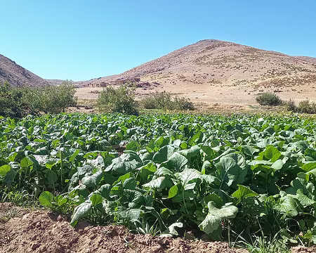 20251010_120530-01 Navets.