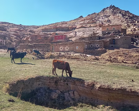 20251010_153108-01-01 Les familles possèdent parfois 1 ou 2 vaches, pas plus.