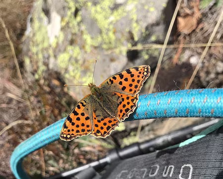 2025-10-29 13-38-10 Passager clandestin