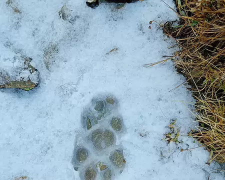 2025-10-30 11-47-44 La trace du loup ?