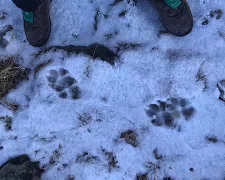 2025-10-30 11-50-41 Traces de loup ?