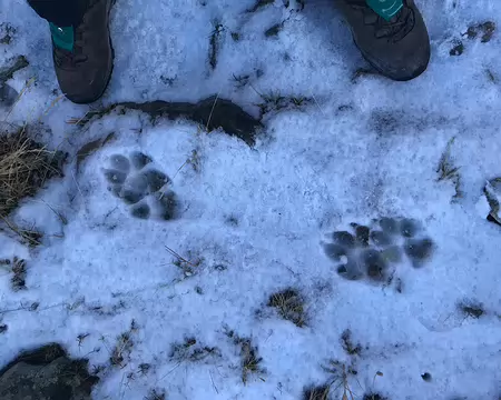 2025-10-30 11-50-41 Traces de loup ?