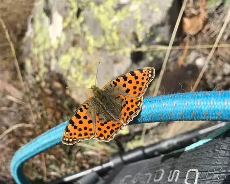 2025-10-29 13-38-10 Passager clandestin