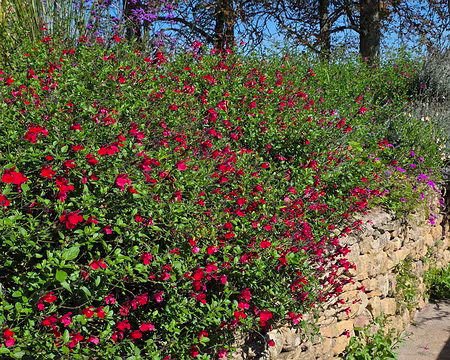 012 Les jardins ont été créés par le Docteur Linarès à la fin du XIXe siècle