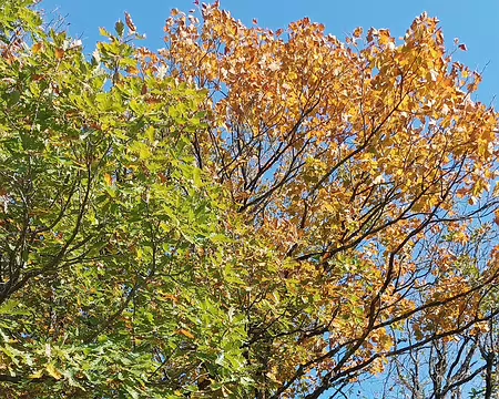 005 la Fente de Babre