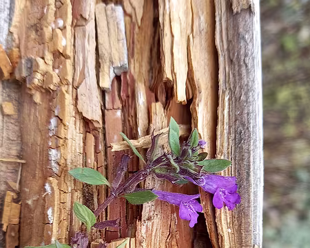 20251021_151701-01 Calament des Alpes (Acinos Alpinus)
