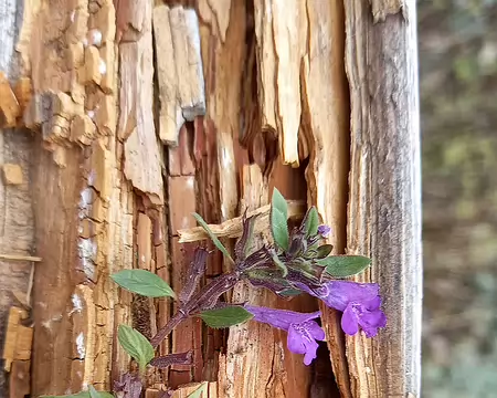 20251021_151701-01 Calament des Alpes (Acinos Alpinus)