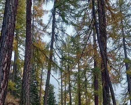 20251023_151933-02 Jeu. 23 oct. 2025. Dans les gorges du Findelbach