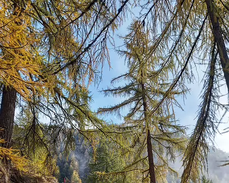 20251023_153522-01 Grande efferverscense chez les écureuils brun foncé qui virevoltent dans les mélèzes.