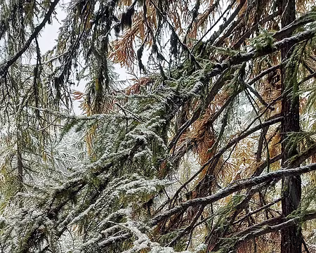 20251024_100817-01 Les mélèzes se donnent à fond.