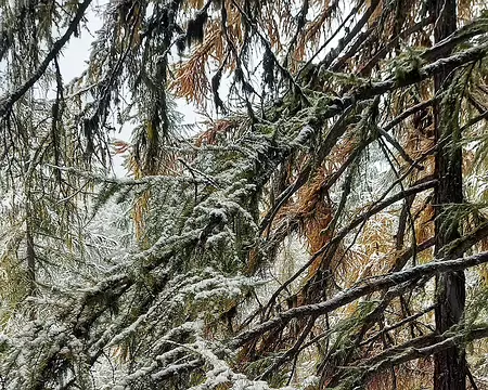 20251024_100817-01 Les mélèzes se donnent à fond.