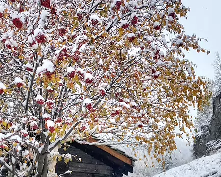 20251024_102825-01 Sorbier magnifié