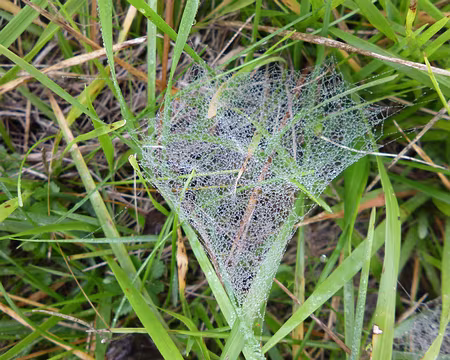 P1210964 Toile d'araignée