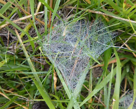 P1210964 Toile d'araignée