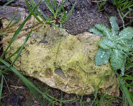 P1210965 Fossiles dans le vignoble champenois