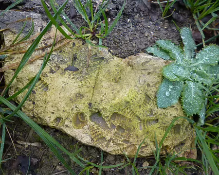 P1210965 Fossiles dans le vignoble champenois