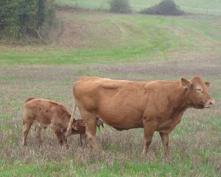 P1210974 Limousine allaitant son veau
