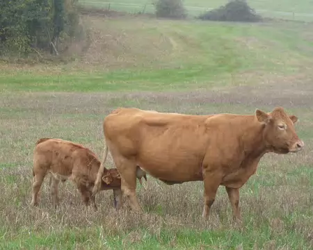 P1210974 Limousine allaitant son veau