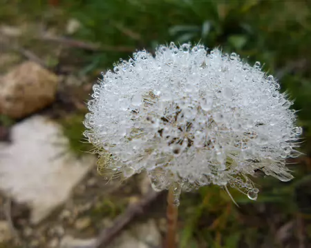 P1210979 graine de pissenlit orné des gouttelettes du brouillard