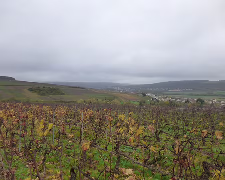 P1210981 Dernières feuilles dorées