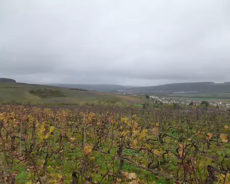 P1210981 Dernières feuilles dorées