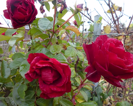 P1210986 Roses en bout de rang de vigne