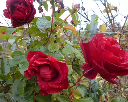 P1210986 Roses en bout de rang de vigne