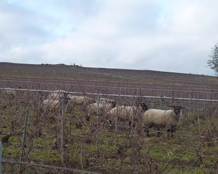 P1210989 ecopâturage par les brebis dans le vignoble