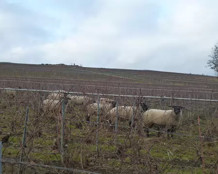 P1210989 ecopâturage par les brebis dans le vignoble