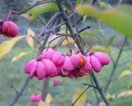 P1210999 Fruits du bonnet d'évêque ou fusain d'Europe. Merci à Luc pour cette rando automnale dans le bas de l'Aisne.