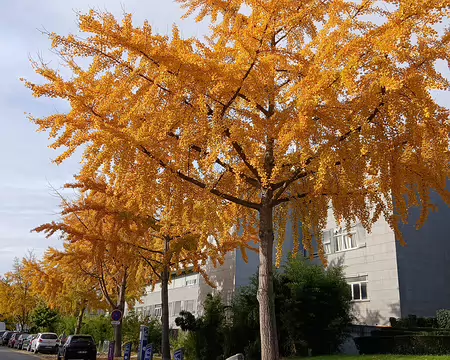 017 L’automne à Arcueil (Gingkos)