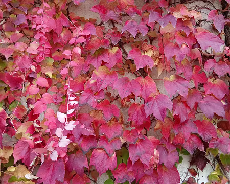 021 Couleurs d’automne (vigne vierge)