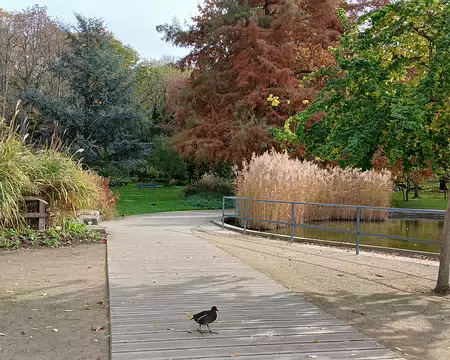 029 Poule d’eau sur le parcours symbolique de la Bièvre (parc Kellermann)