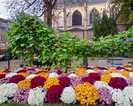 046 Chrysanthèmes dans le jardin de l’église Saint Médard
