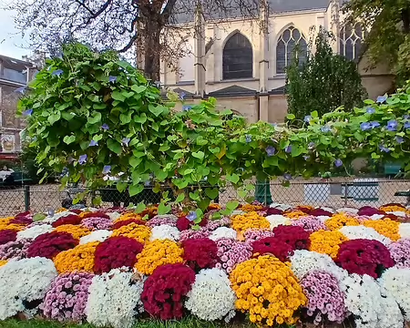 046 Chrysanthèmes dans le jardin de l’église Saint Médard