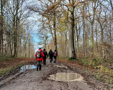 020 La route forestière rectiligne de Saint-Jean à Germigny-l’Evêque