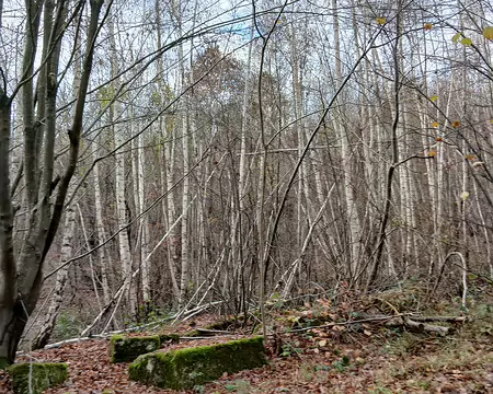 023 Bouleaux dans la forêt de Montceaux
