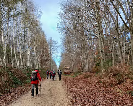 025 Route forestière entre bouleaux et hêtres