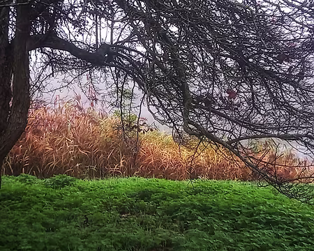 20251116_100911-01 Nous allons traverser 8 parcs, jardins et bois du Plessis Robinson à Sceaux.