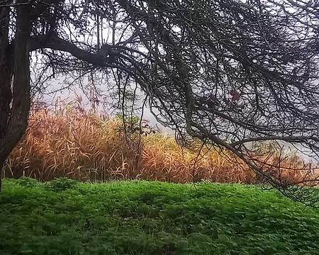 20251116_100911-01 Nous allons traverser 8 parcs, jardins et bois du Plessis Robinson à Sceaux.