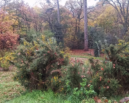 20251116_113603-01 Ajoncs d'automne, bois de la Garenne.