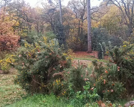 20251116_113603-01 Ajoncs d'automne, bois de la Garenne.