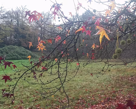 20251116_115743-01 Liquidambar