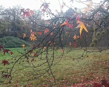 20251116_115743-01 Liquidambar