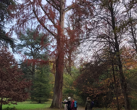 20251116_120513-01 Arboretum de la Vallée aux Loups. Photo Marina Fulchiron