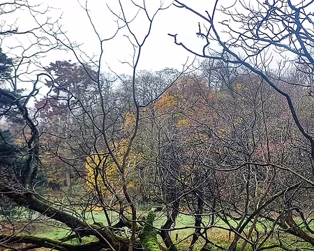 20251116_121637-02 Vieux Catalpa couché