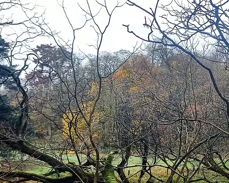 20251116_121637-02 Vieux Catalpa couché