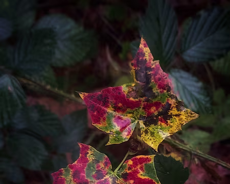 20251116_121755-01 Portrait