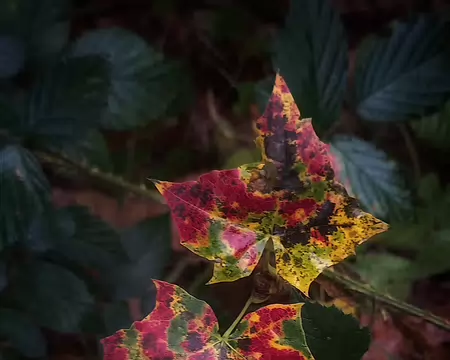 20251116_121755-01 Portrait